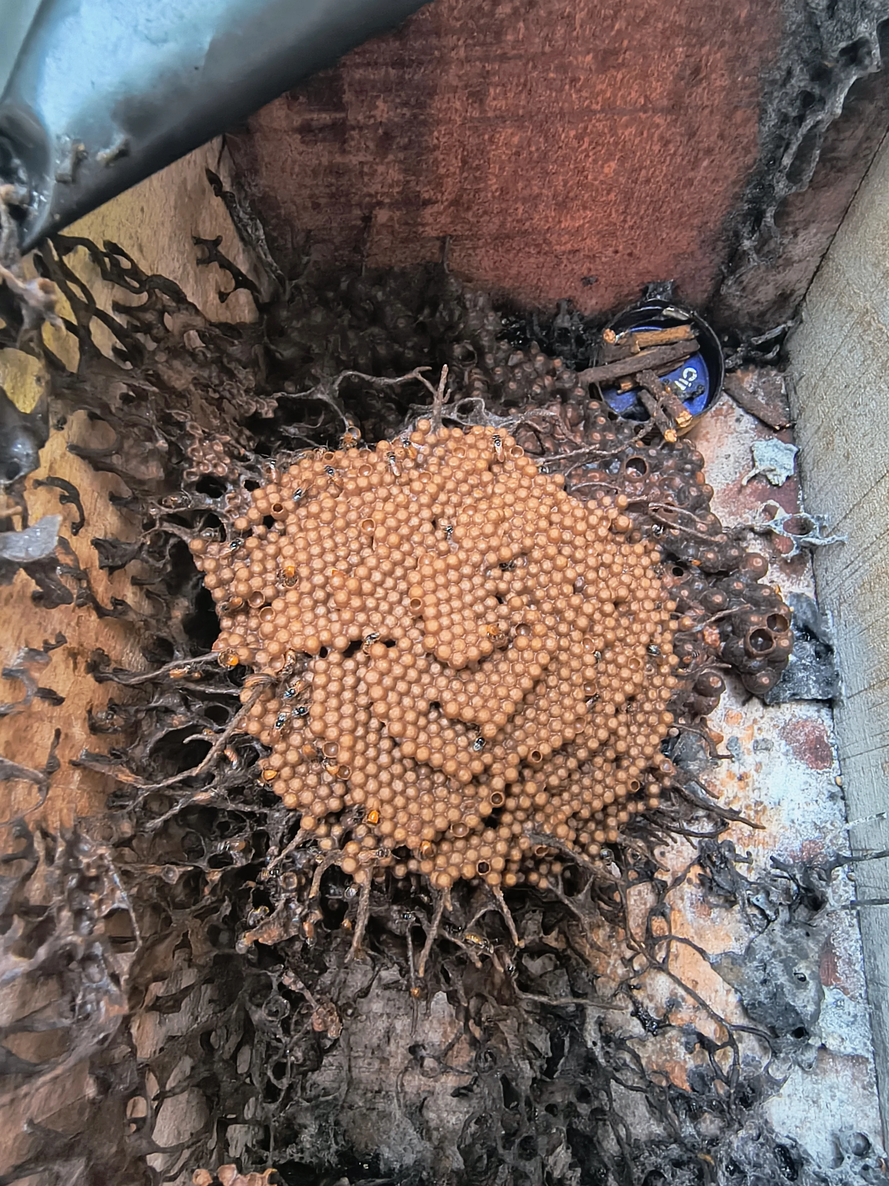 Beekeeping walk at Chetna Farm — 6 of 8