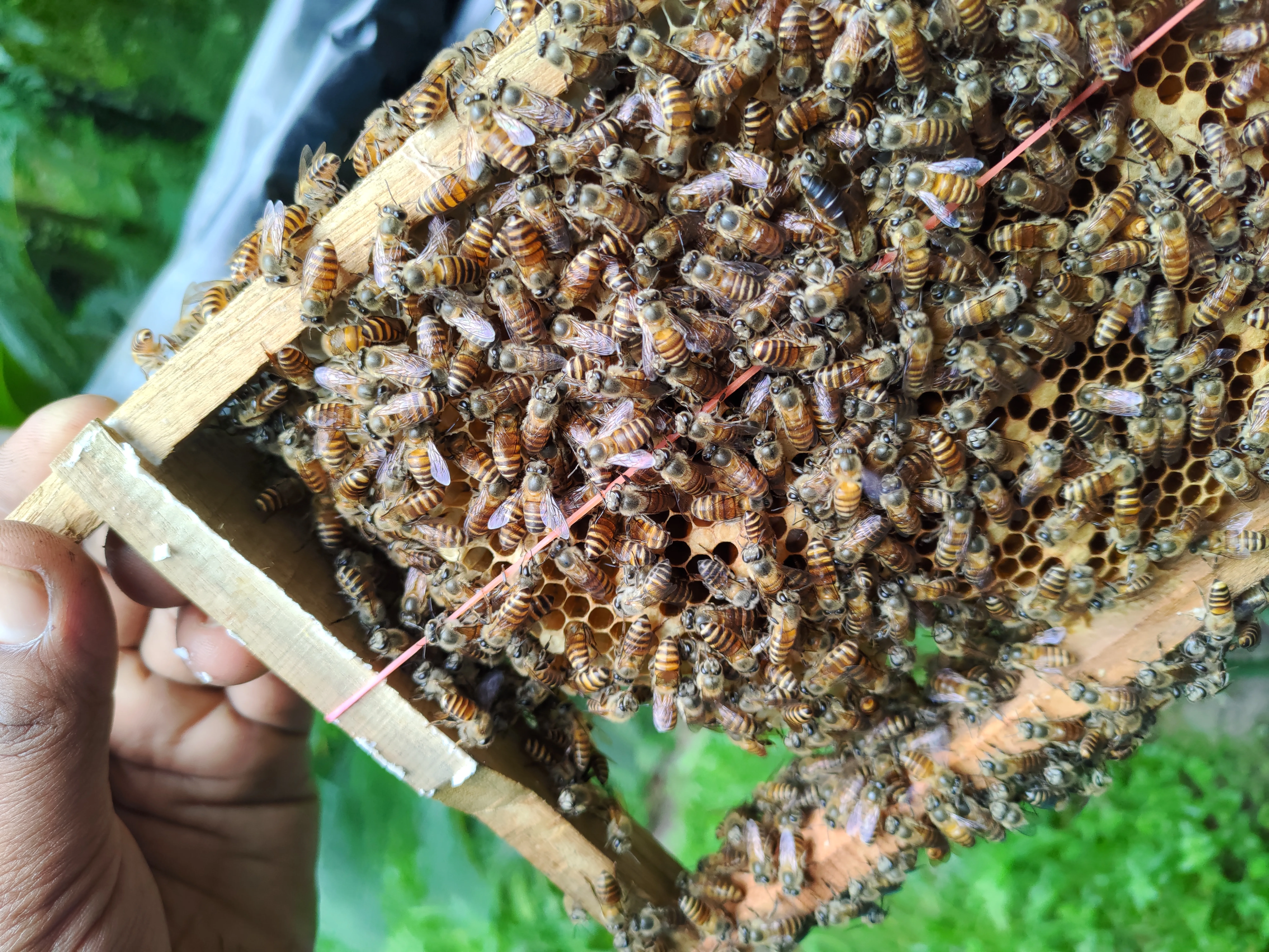 Beekeeping walk at Chetna Farm — 7 of 8