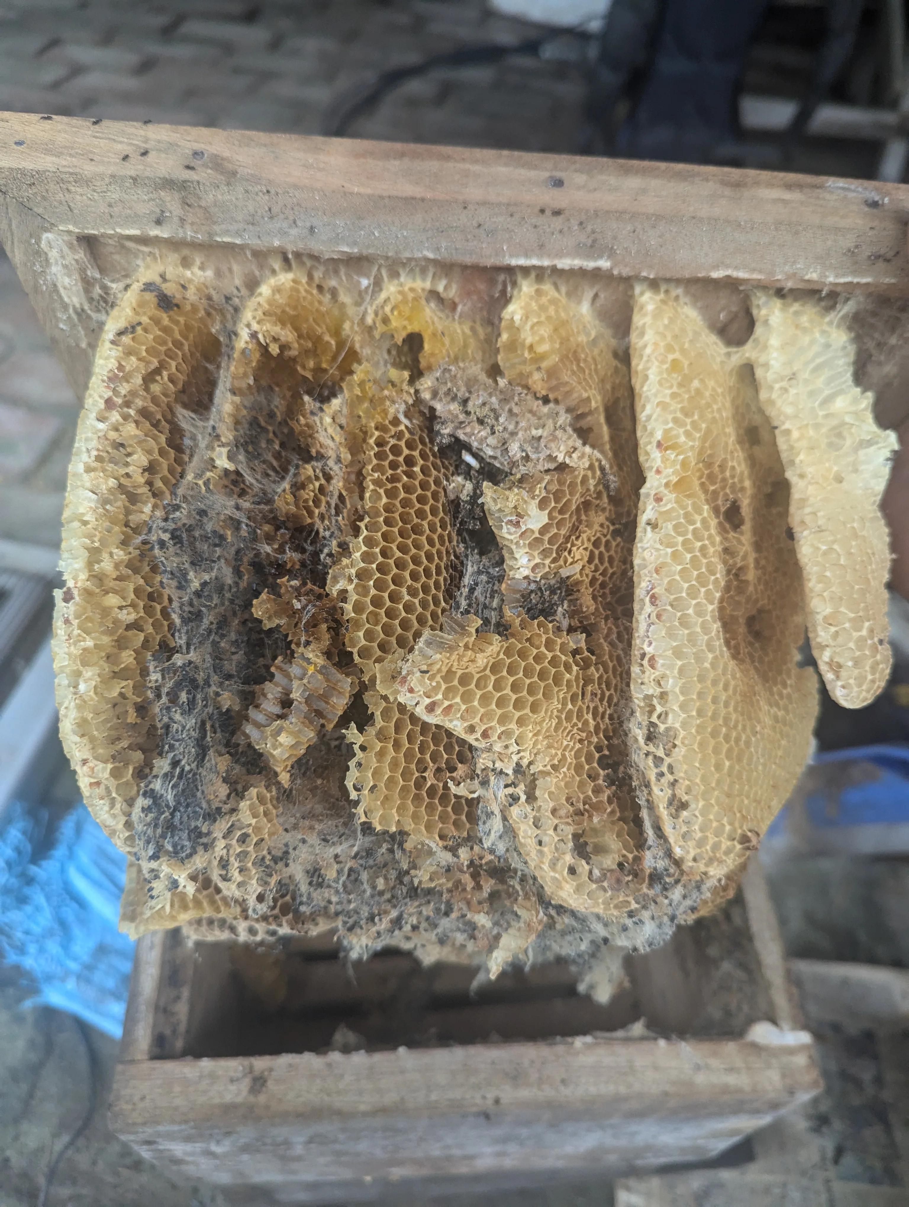 Beekeeping walk at Chetna Farm — 8 of 8