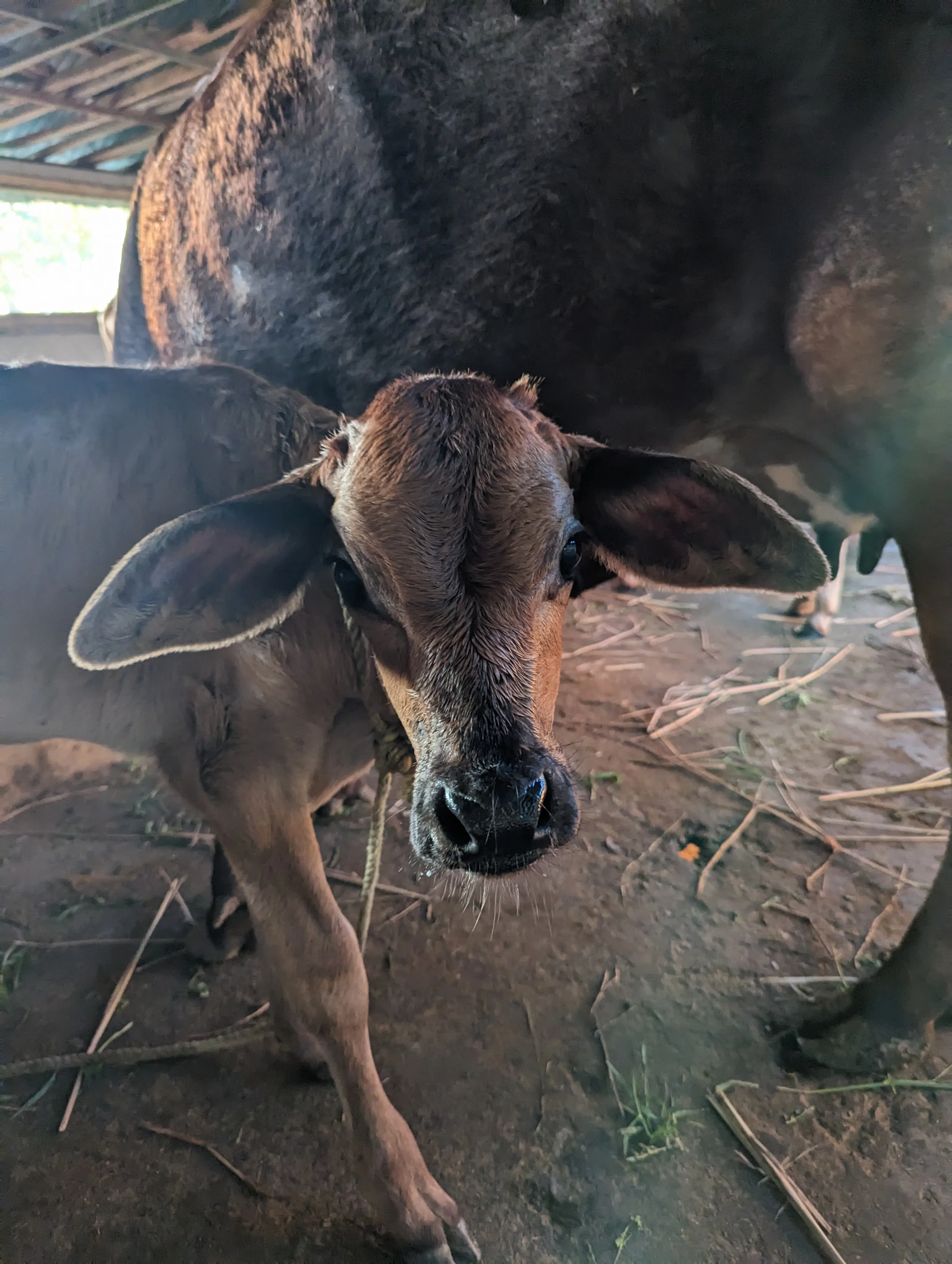 Day visit at Chetna Farm — 8 of 9