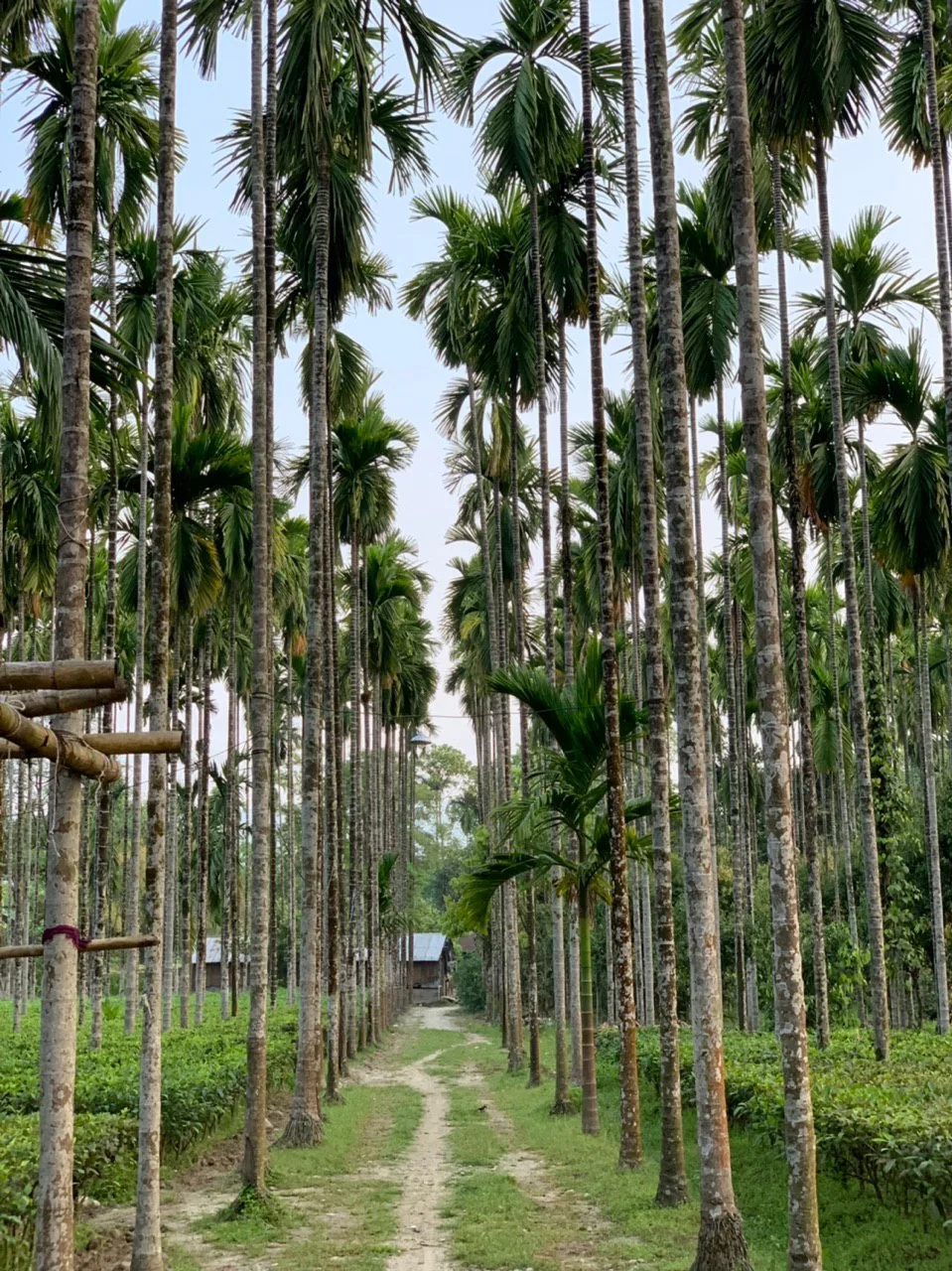 Farm Stay — Tree Camp at Chetna Farm — 3 of 5