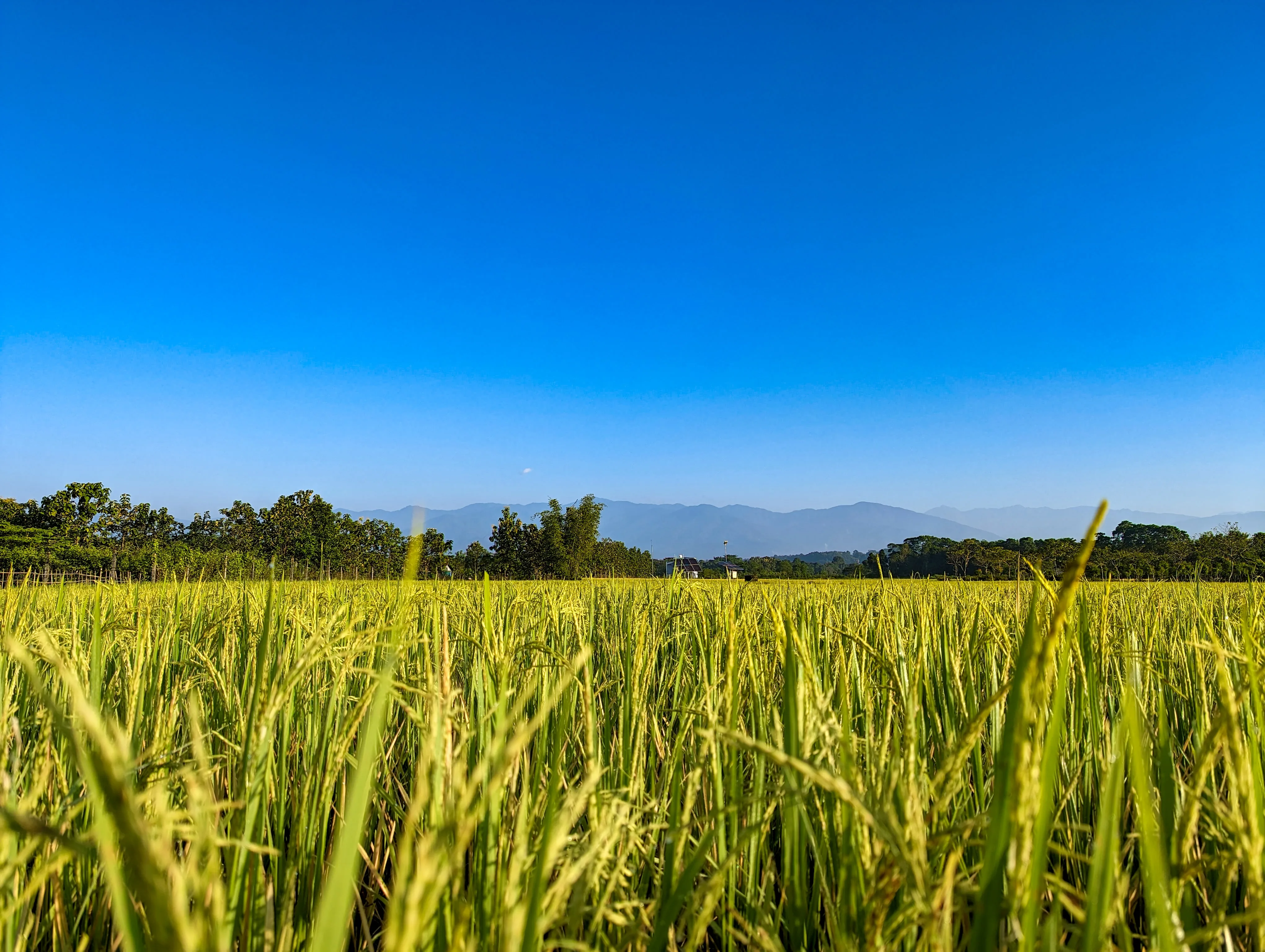Farm Stay — Tree Camp at Chetna Farm — 4 of 5