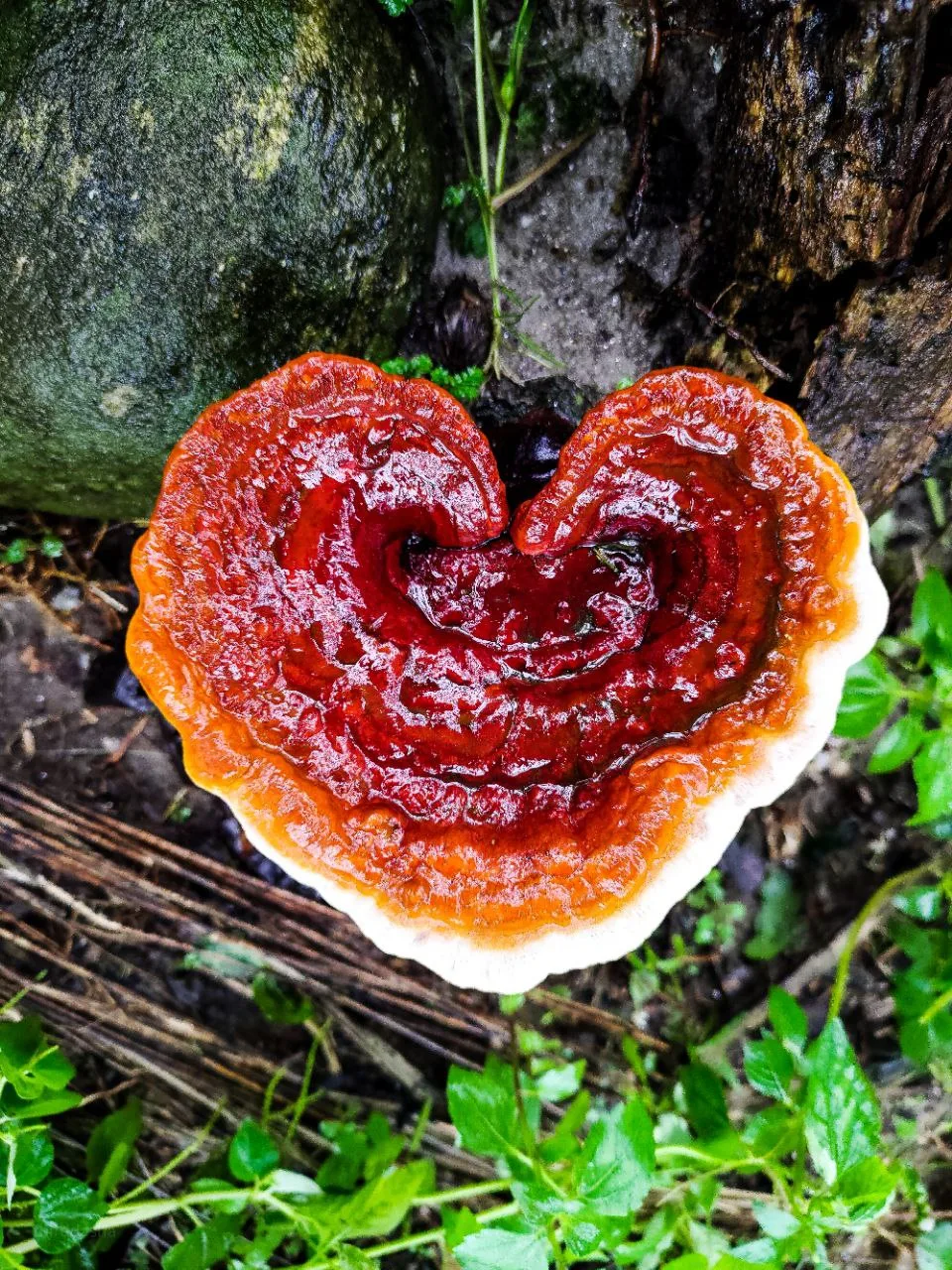 Mushroom walk at Chetna Farm — 4 of 11