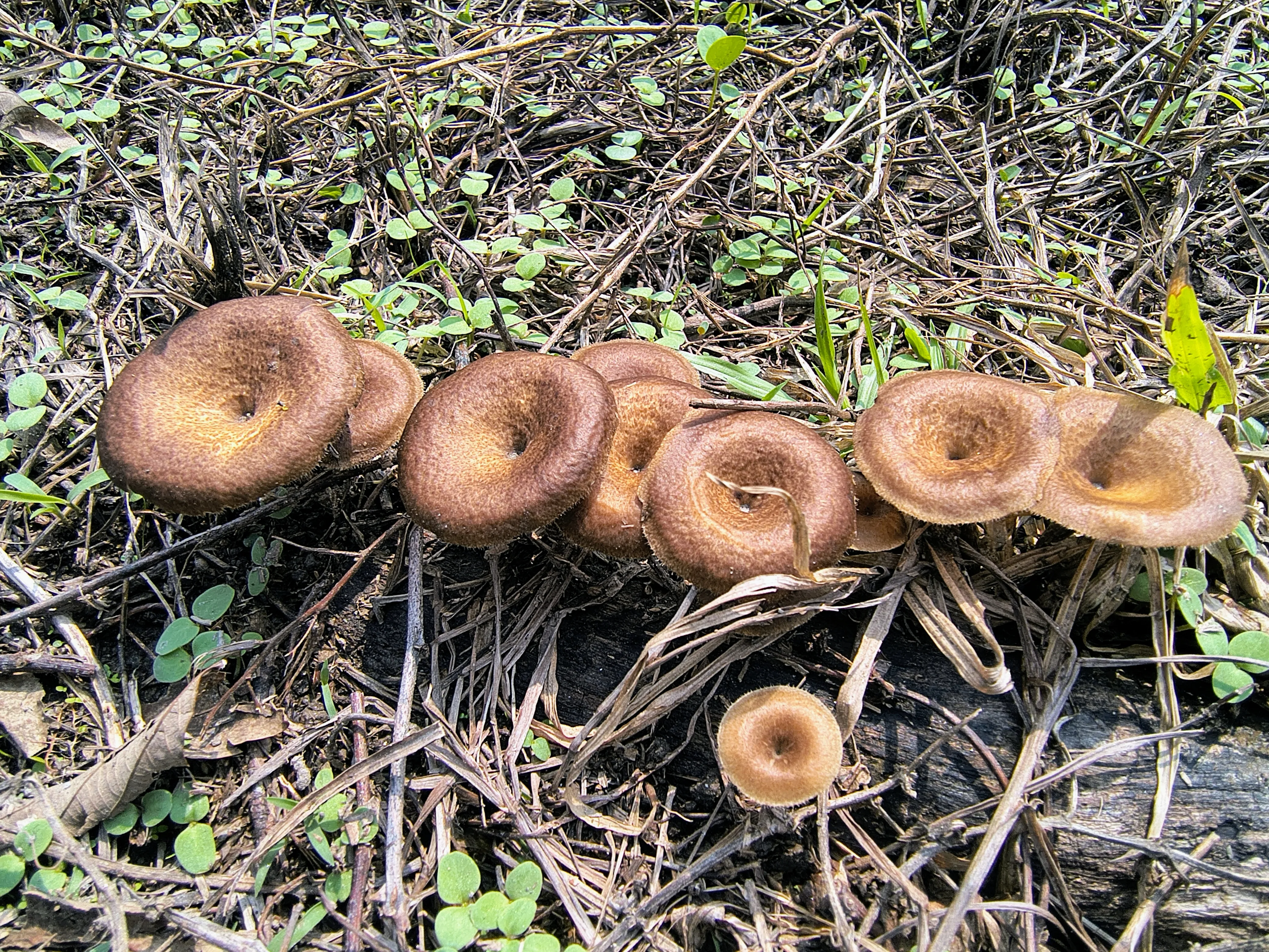 Mushroom walk at Chetna Farm — 5 of 11