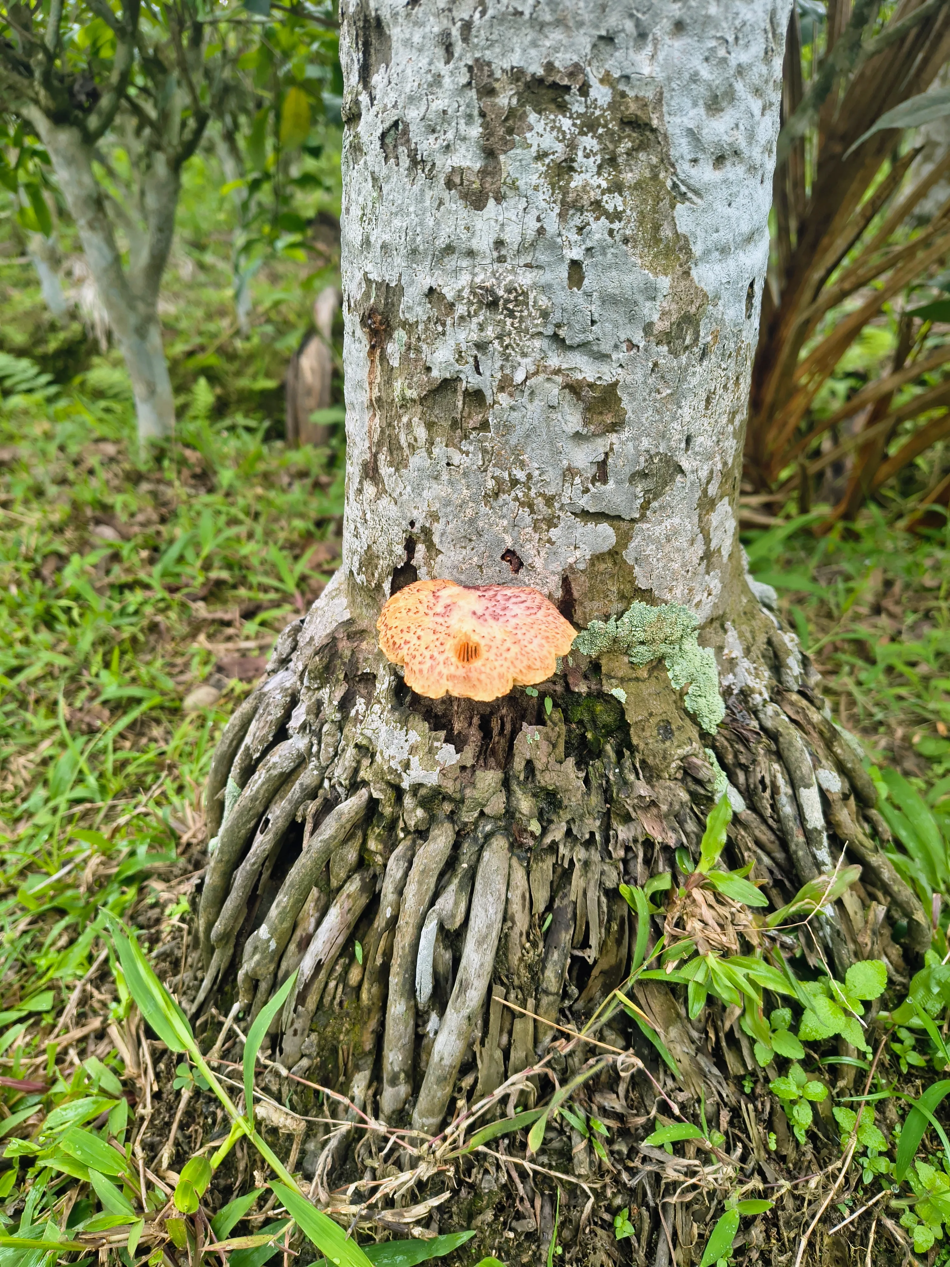 Mushroom walk at Chetna Farm — 6 of 11