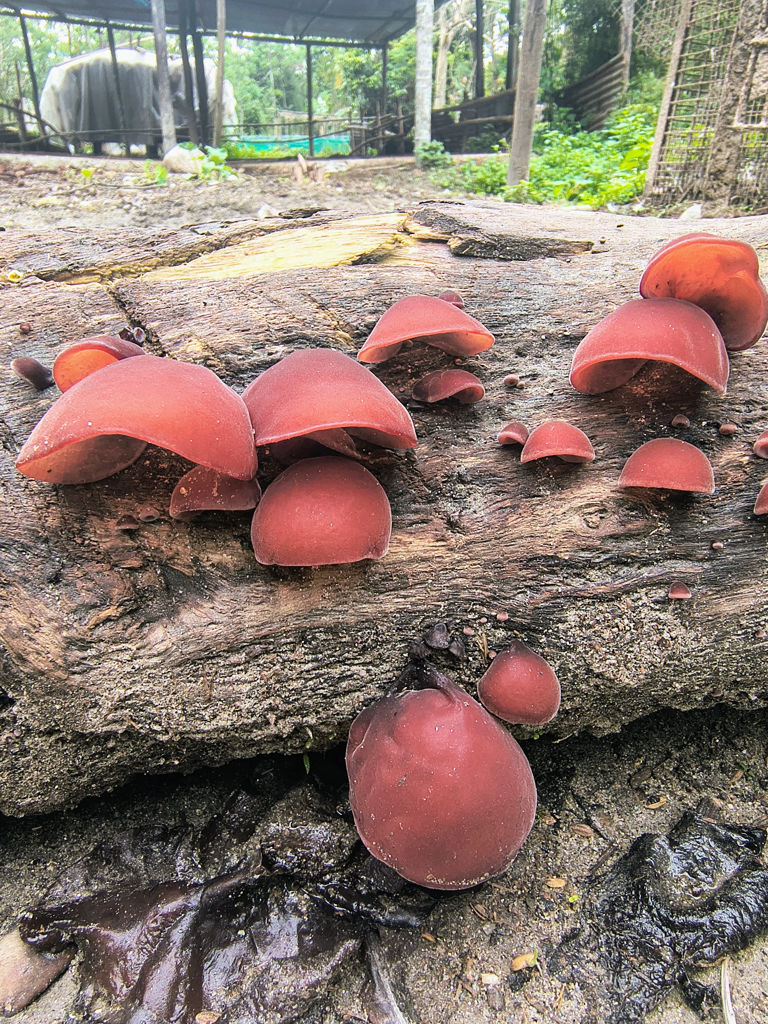 Mushroom walk at Chetna Farm — 7 of 11