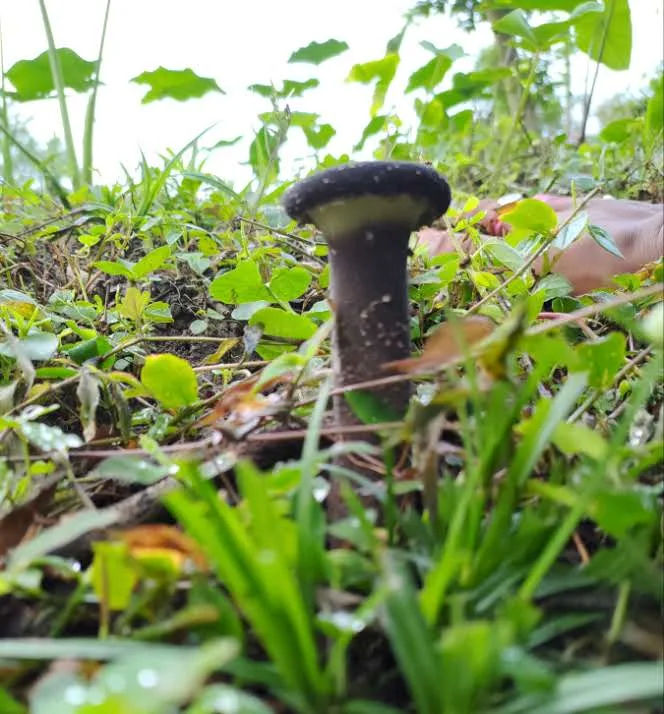 Mushroom walk at Chetna Farm — 8 of 11