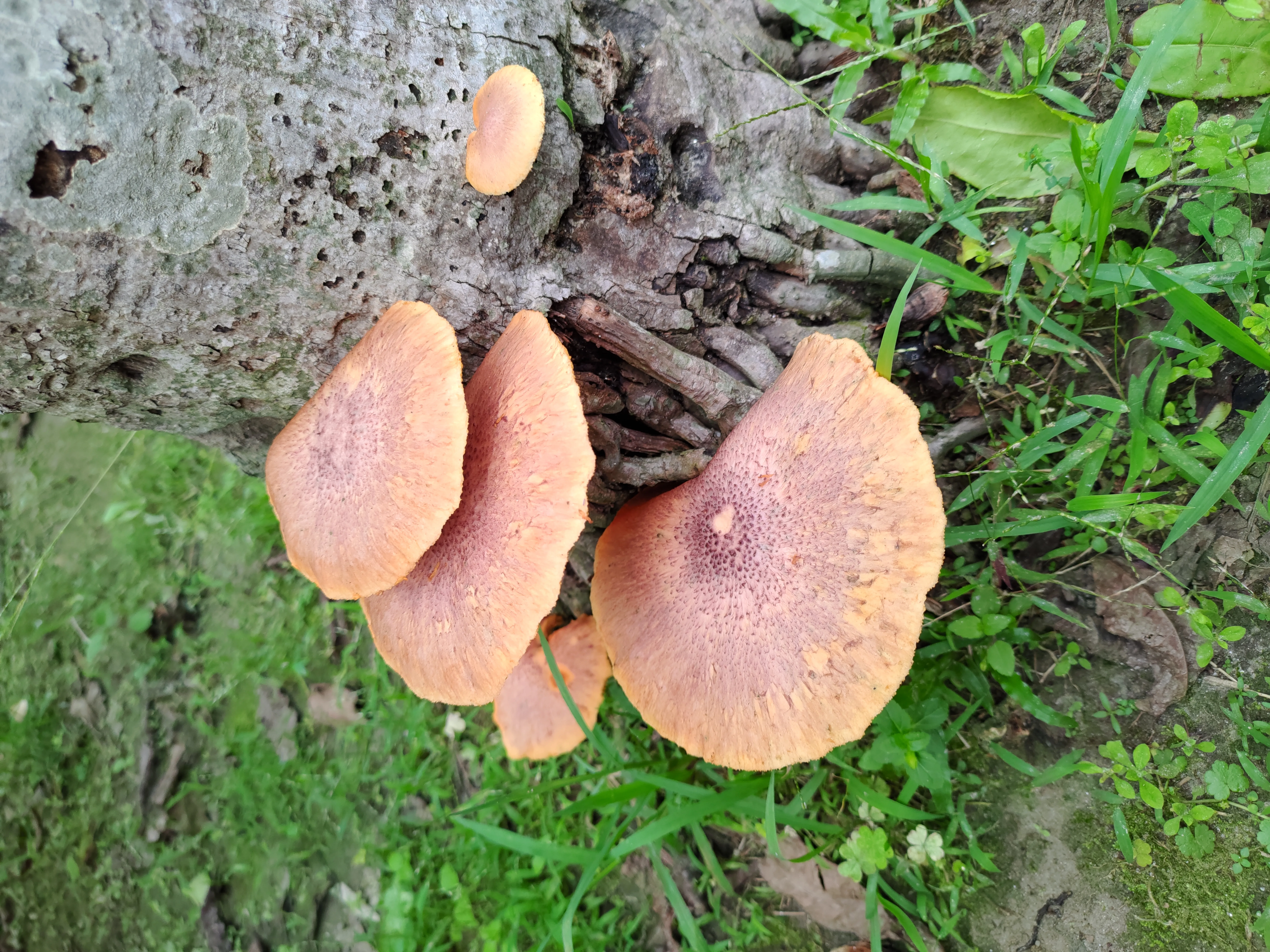 Mushroom walk at Chetna Farm — 10 of 11