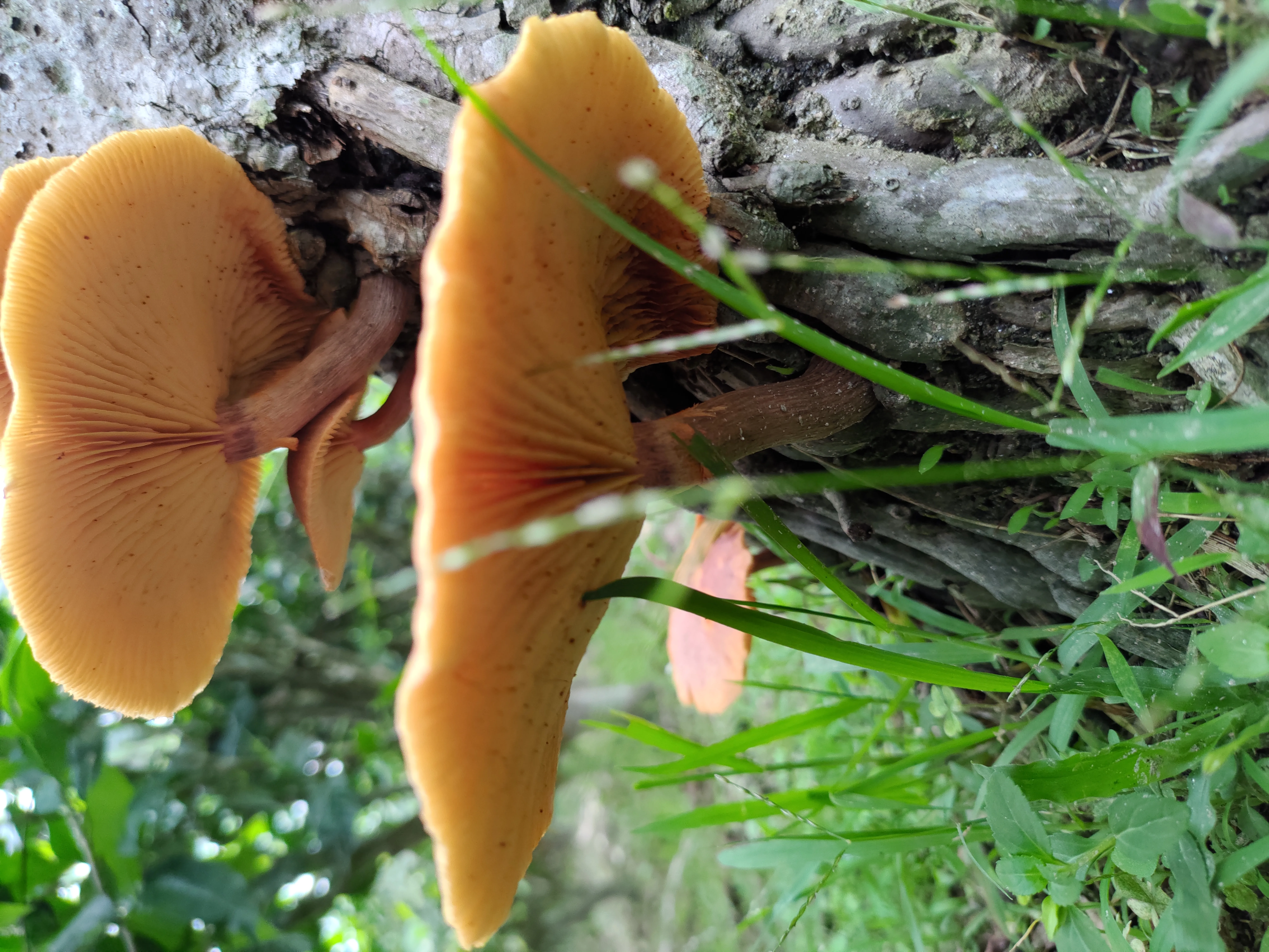 Mushroom walk at Chetna Farm — 11 of 11