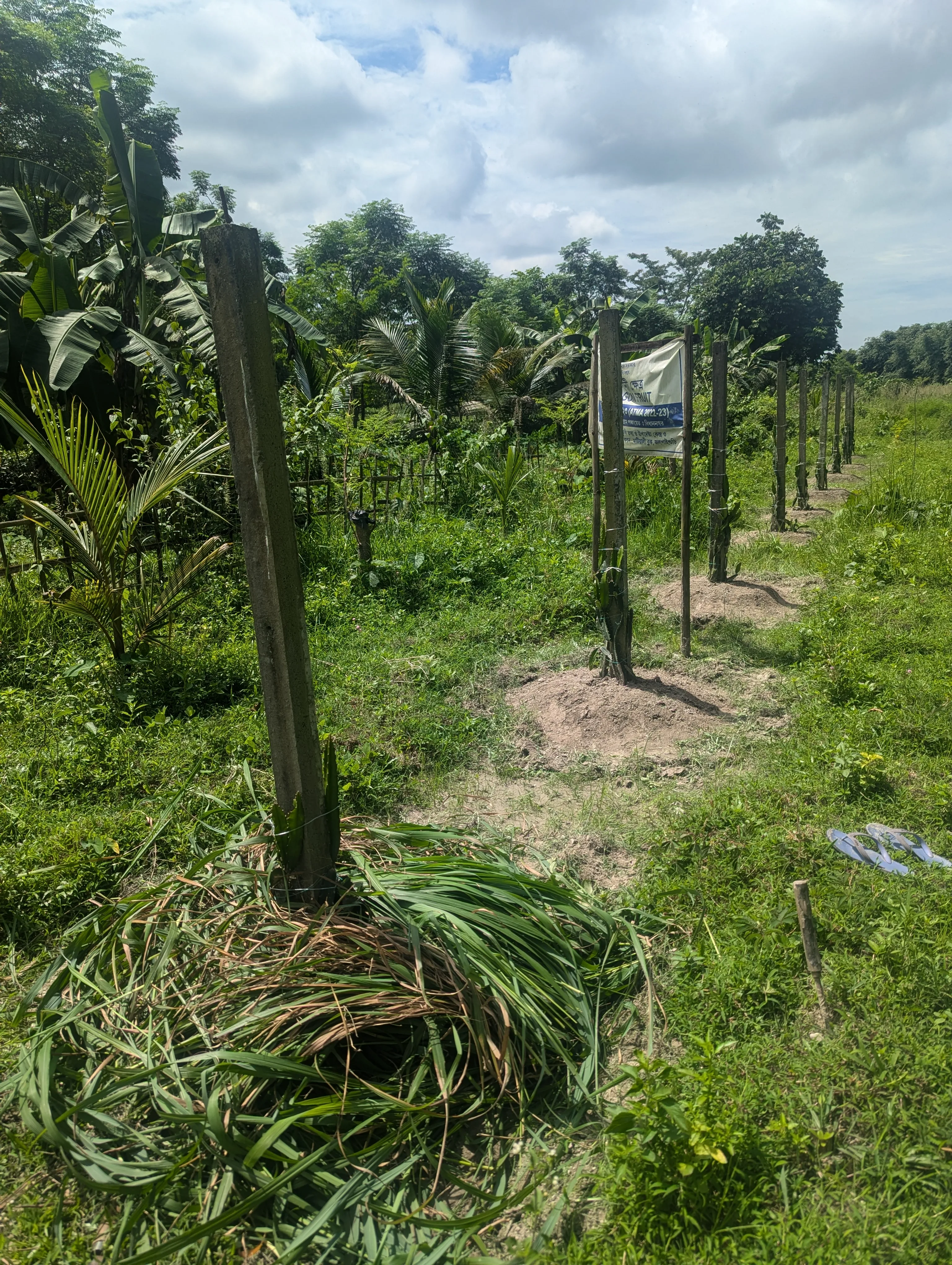 Natural farming workshop at Chetna Farm — 3 of 3