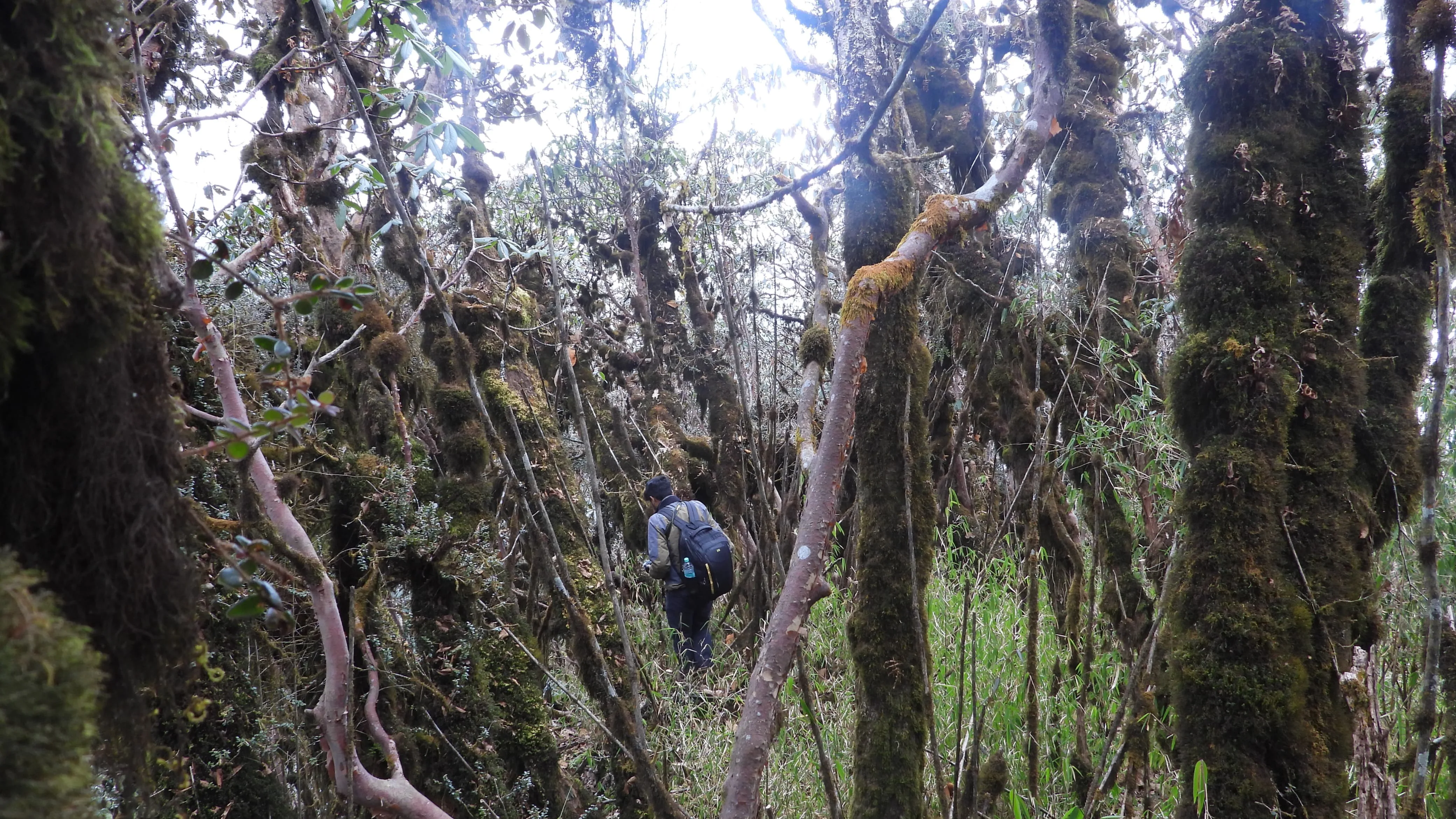 Neora Valley birdwatching and hiking — 4 of 27
