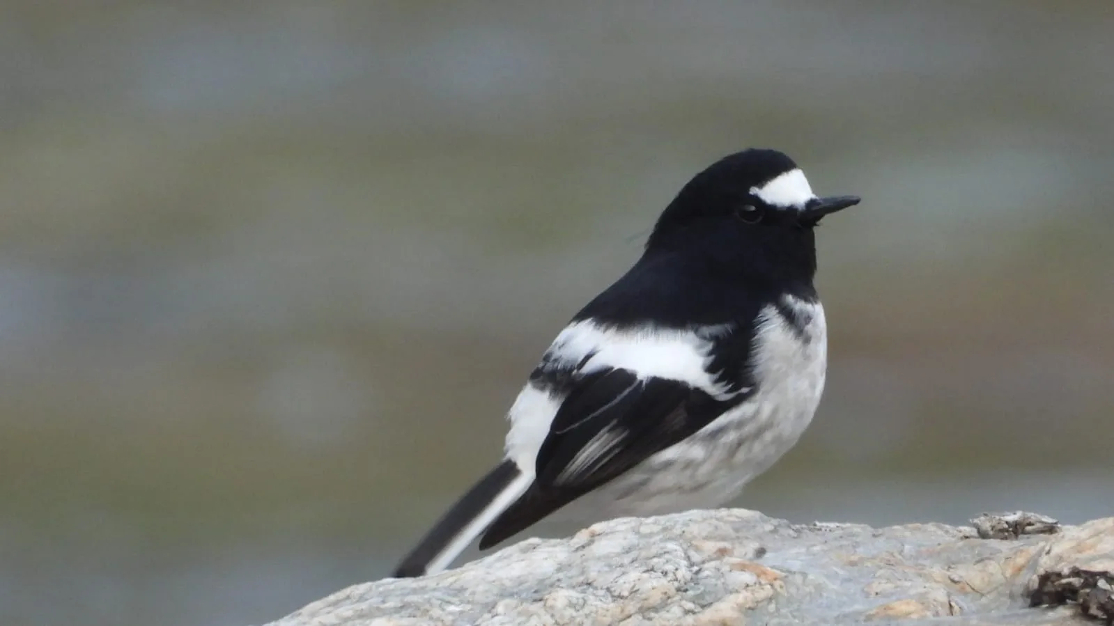 Neora Valley birdwatching and hiking — 8 of 27
