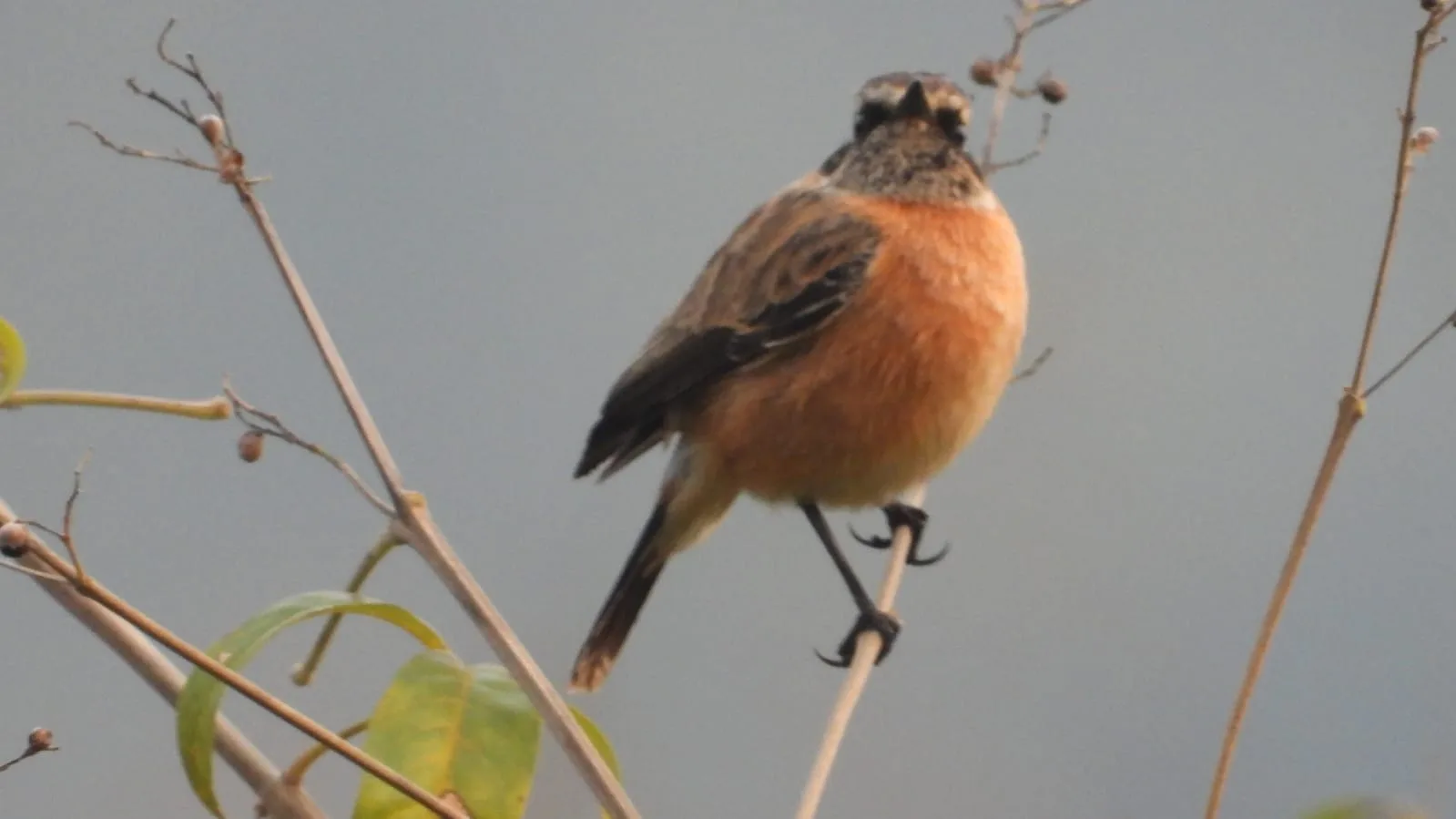 Neora Valley birdwatching and hiking — 9 of 27