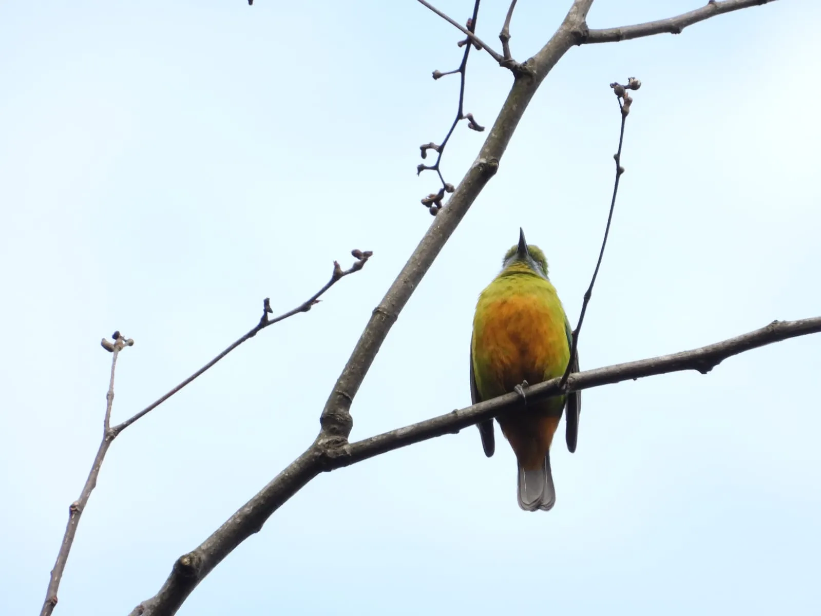 Neora Valley birdwatching and hiking — 10 of 27