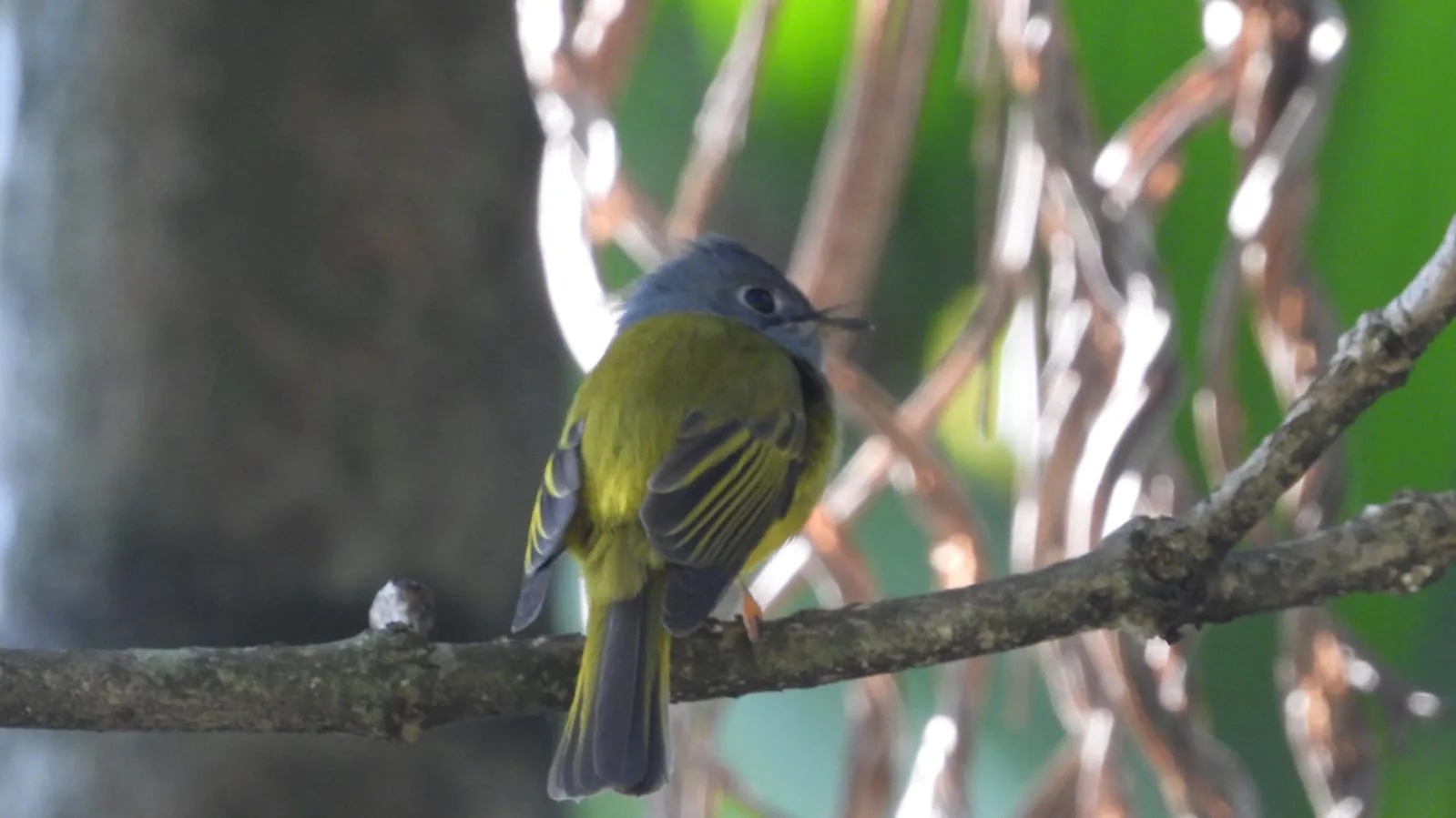 Neora Valley birdwatching and hiking — 11 of 27