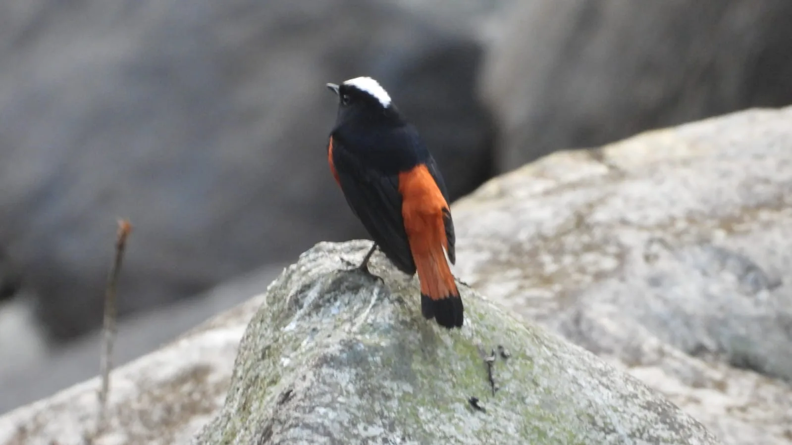Neora Valley birdwatching and hiking — 12 of 27