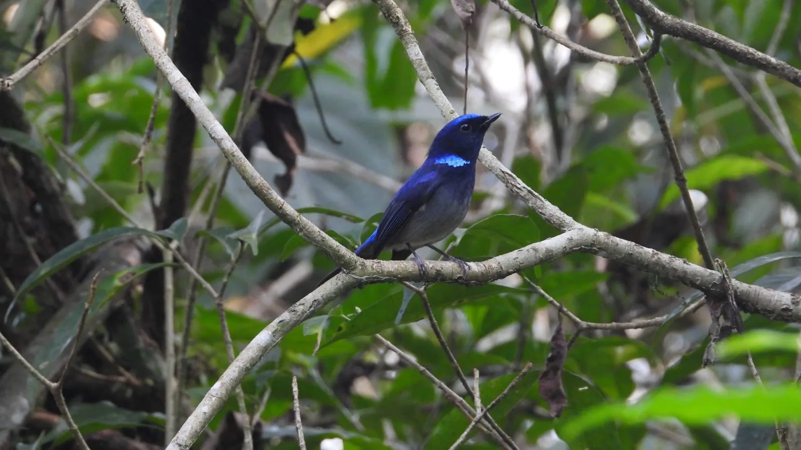 Neora Valley birdwatching and hiking — 13 of 27