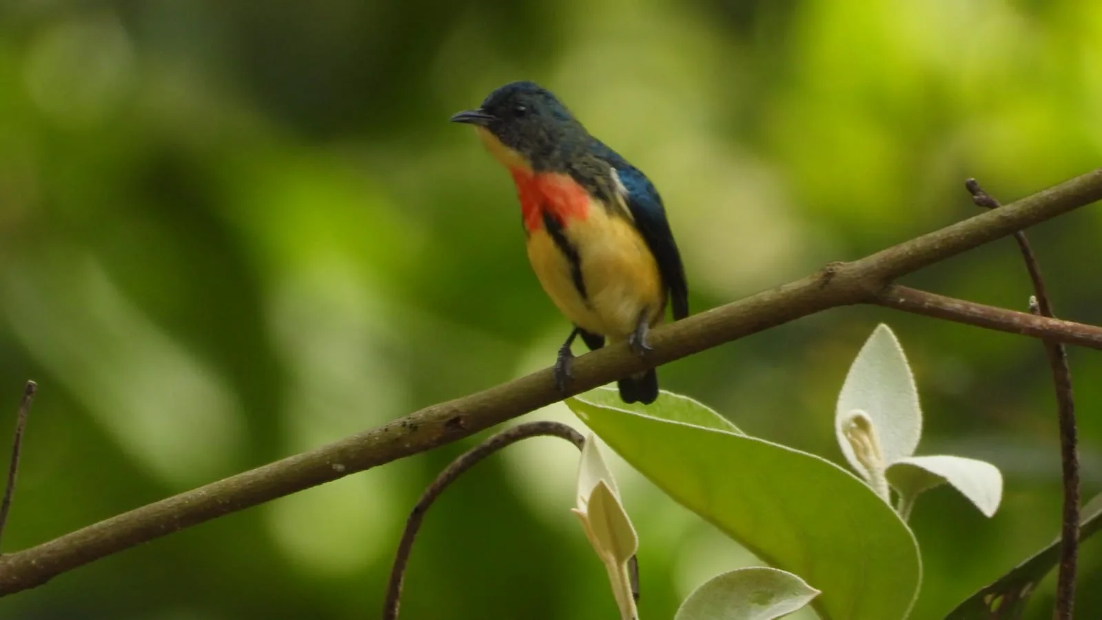 Neora Valley birdwatching and hiking — 14 of 27