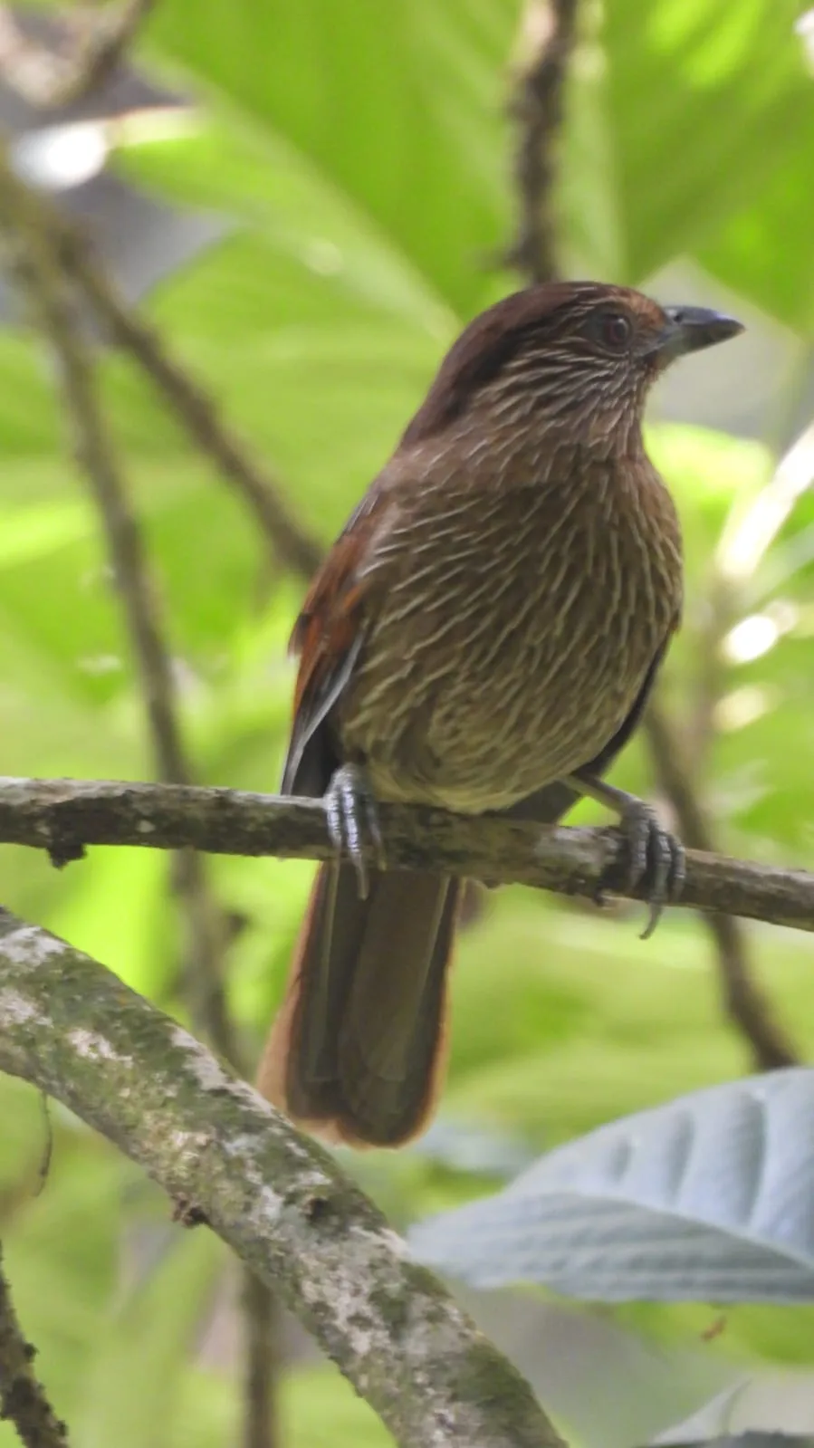Neora Valley birdwatching and hiking — 15 of 27