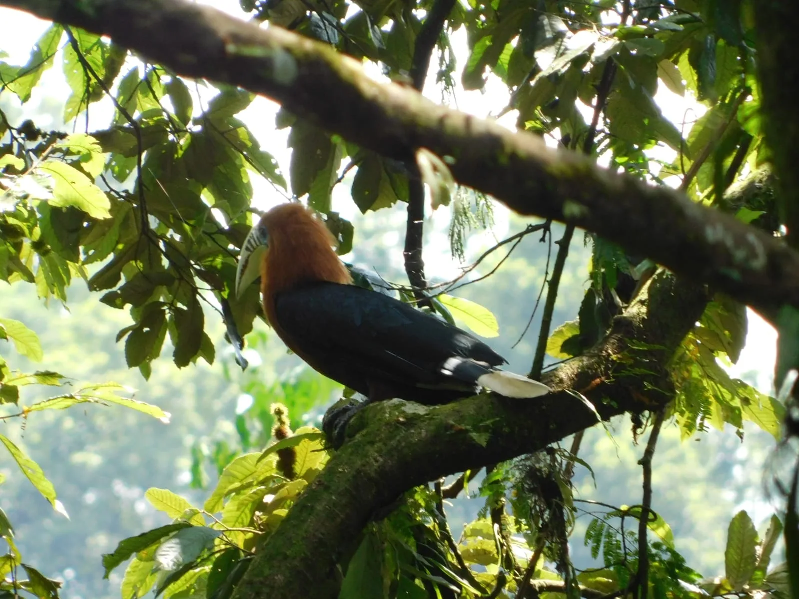 Neora Valley birdwatching and hiking — 16 of 27