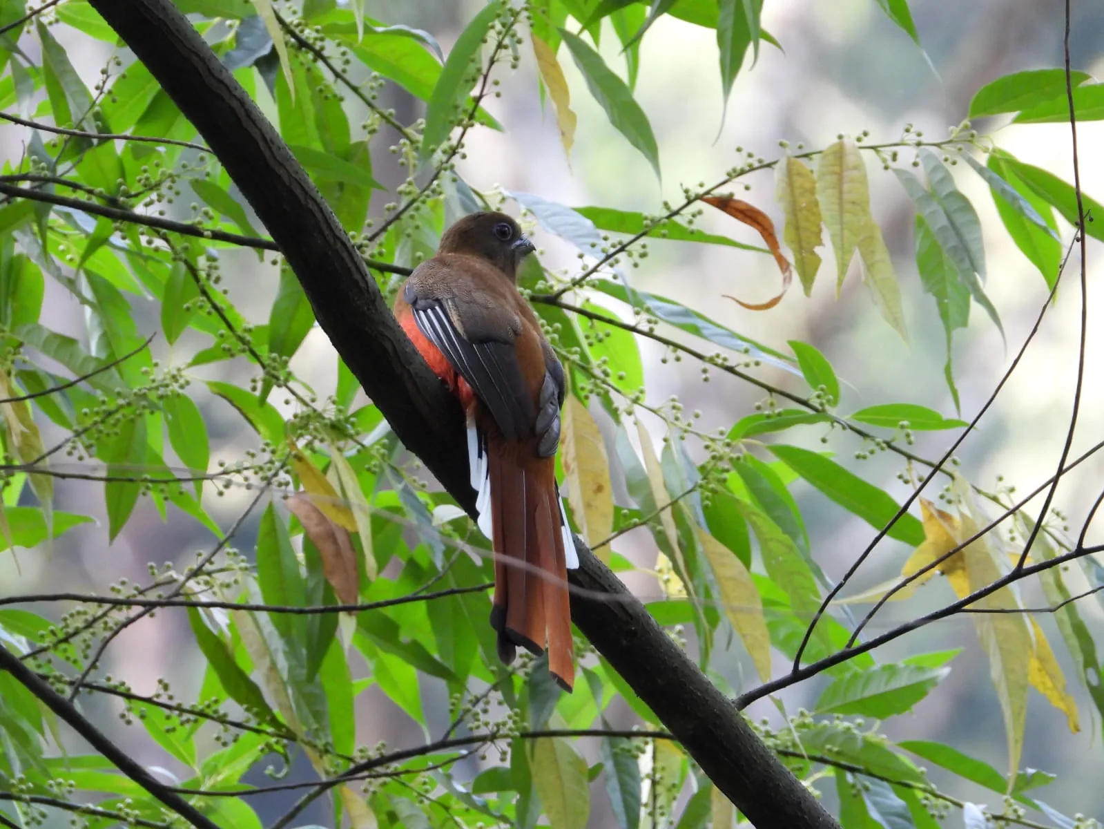 Neora Valley birdwatching and hiking — 17 of 27