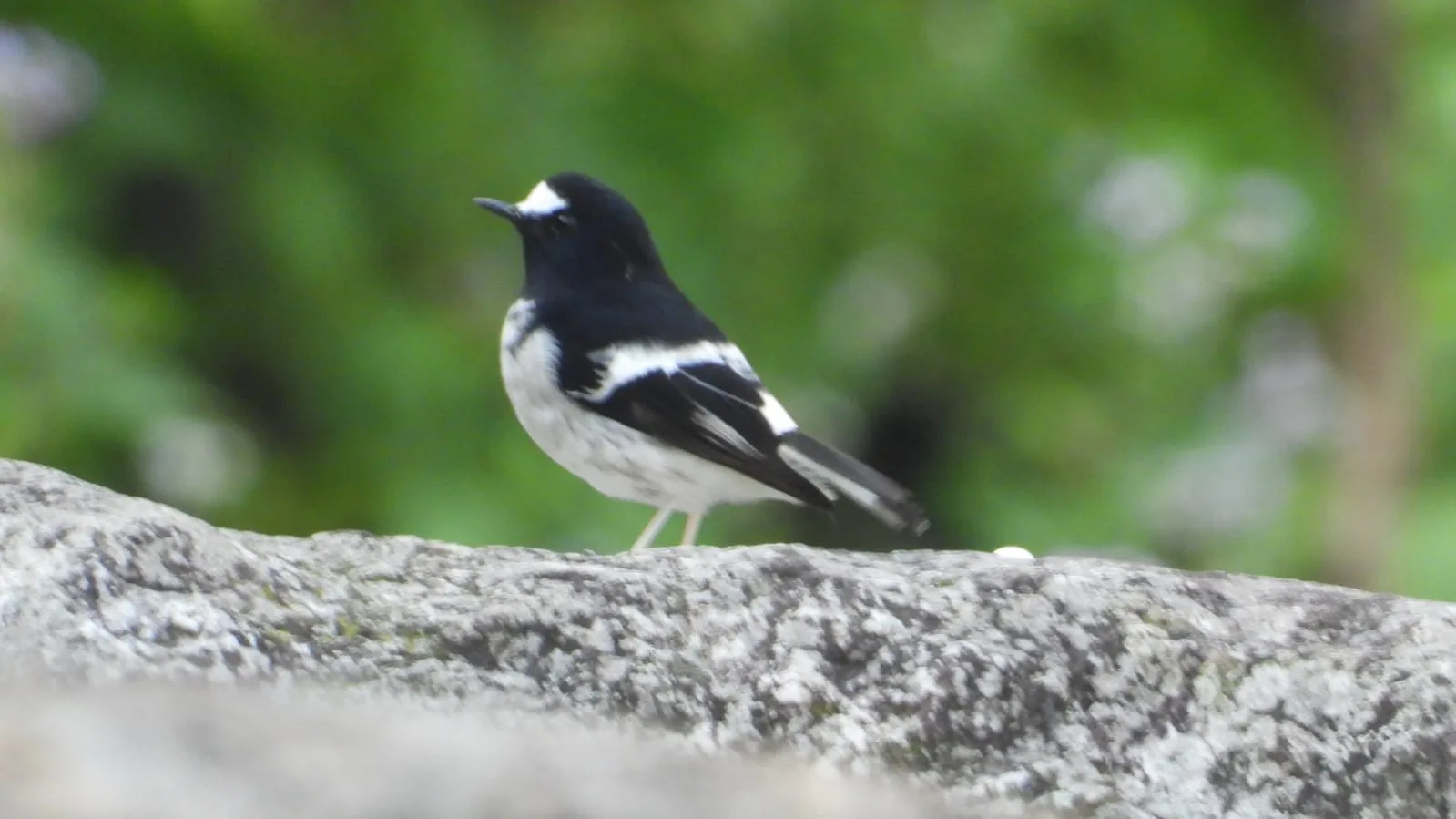 Neora Valley birdwatching and hiking — 18 of 27