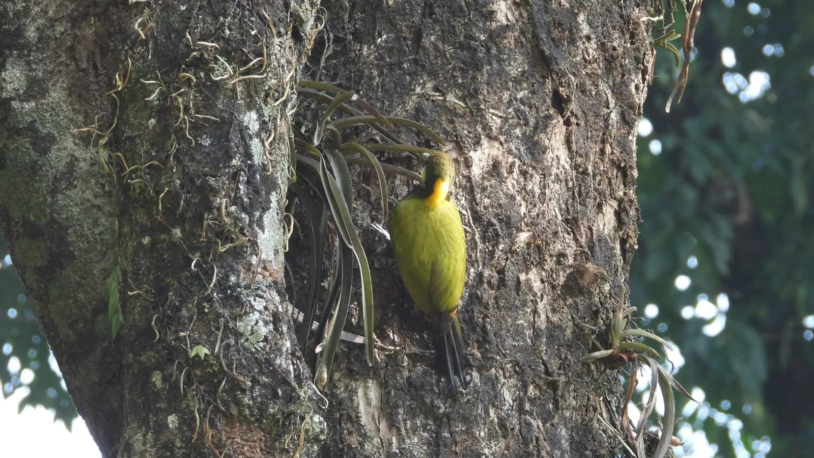 Neora Valley birdwatching and hiking — 19 of 27