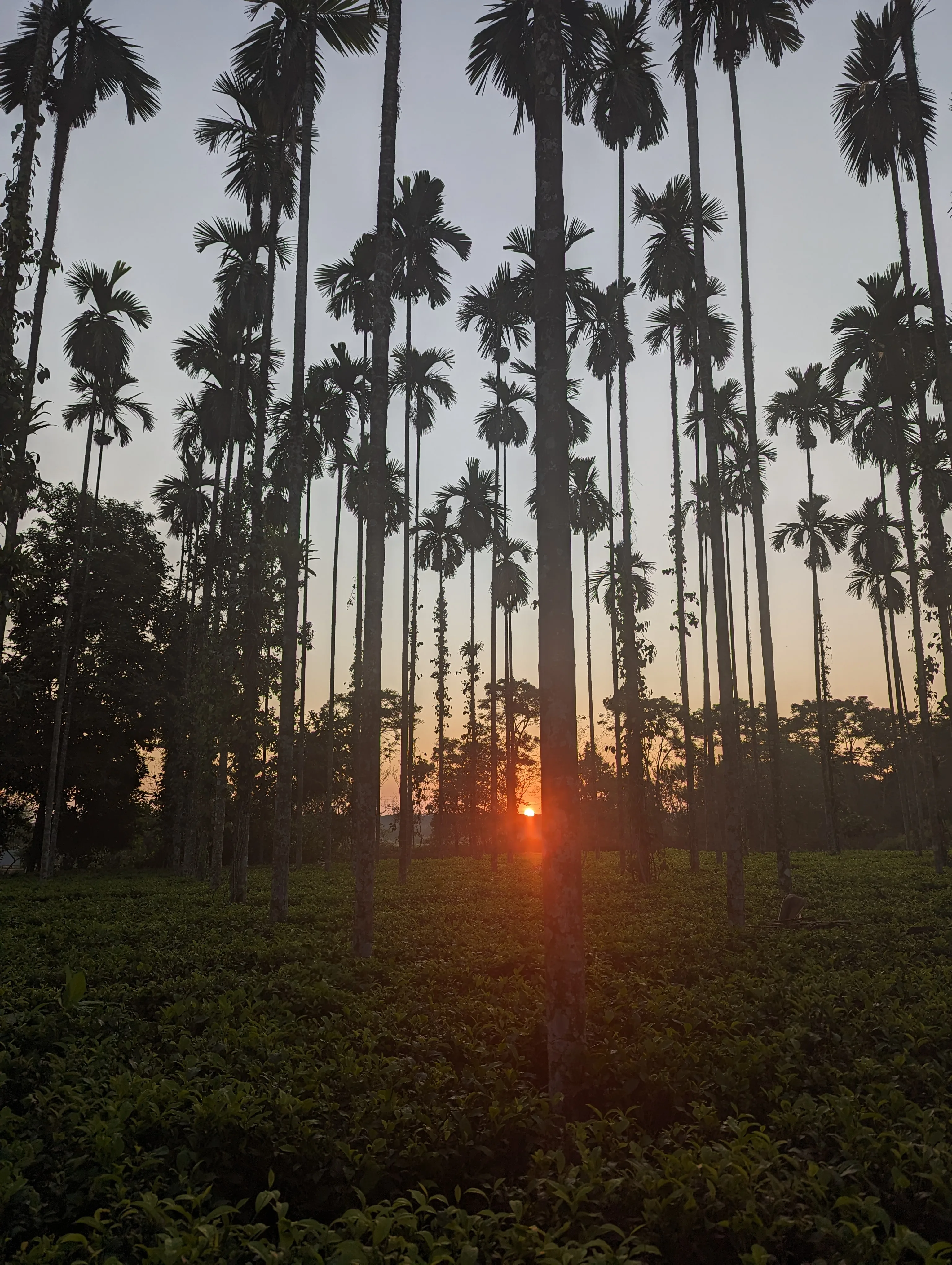 Chetna Farm, Chalsa, North Bengal — Himalayan foothills