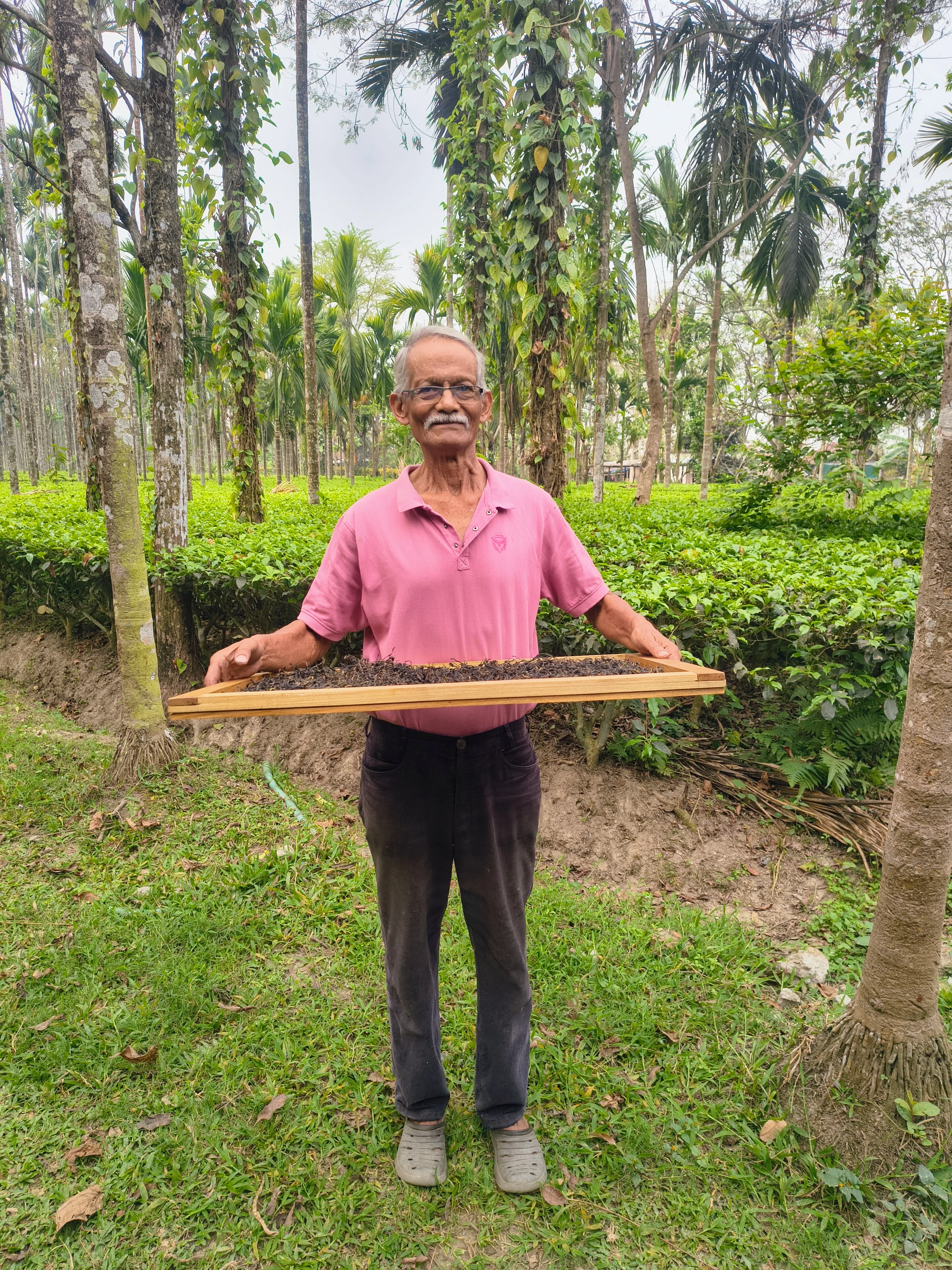 Wok-fired green tea at Chetna Farm — 2 of 6